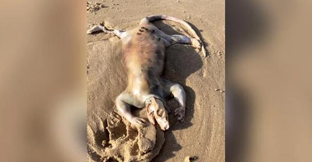 সমুদ্র সৈকতে রহস্যময় প্রাণী
