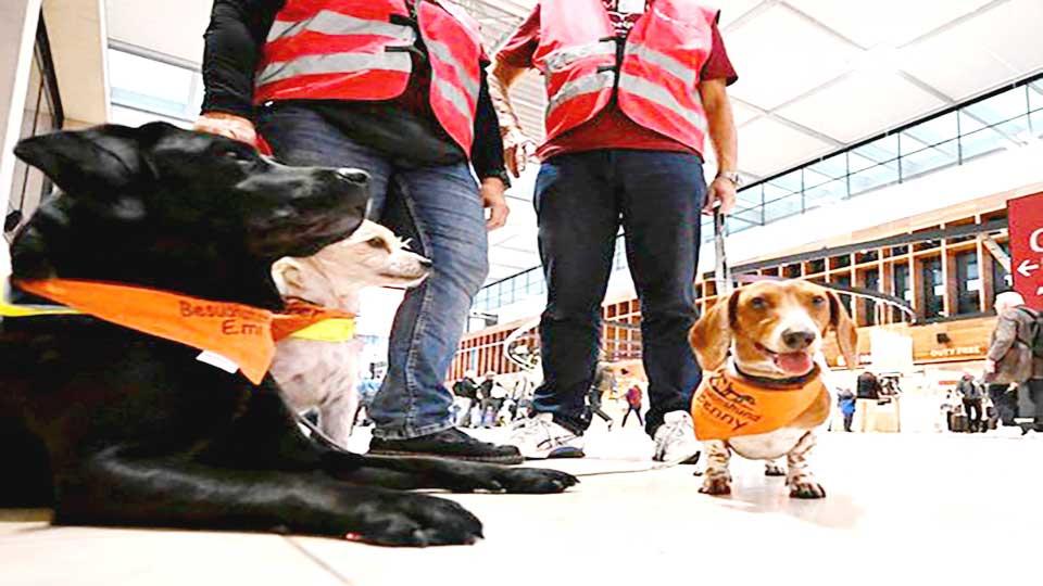 Dogs calm nerves at Berlin's 'cursed' airport