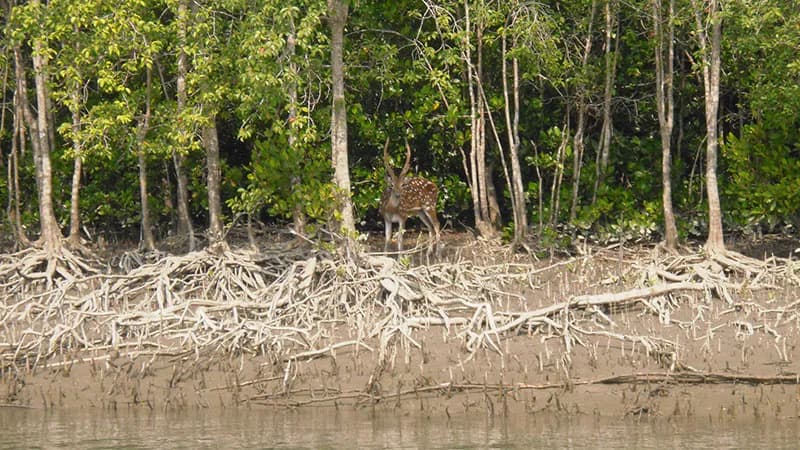 বিশ্ব ম্যানগ্রোভ দিবস আজ