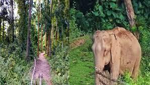 দুই শর্তে গড়ে উঠবে মৌলভীবাজার সাফারি পার্ক