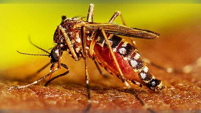 পৃথিবীর ইতিহাসে সবচেয়ে ভয়াবহ ডেঙ্গু সংক্রমণ বাংলাদেশে: ডব্লিউএইচও