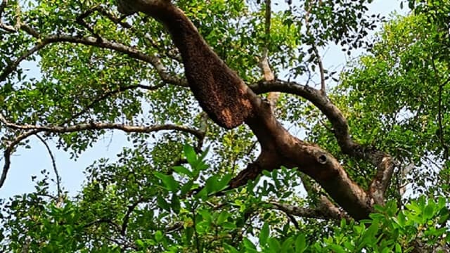 রঙিন ফুলে সেজেছে সুন্দরবন - বাড়ছে পর্যটকের ভিড়