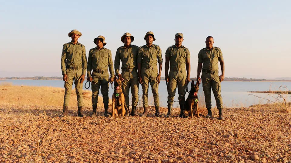 Conservation dogs of K9 team arrive Zimbabwe for combatting wildlife poaching