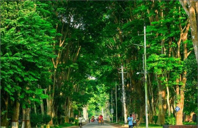 প্যারিস রোডের গাছগুলো যেন রাস্তার প্রহরী