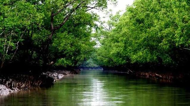 আজ সুন্দরবন দিবস