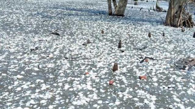 সৈকতে সাদা ঝিনুকের মেলা, পর্যটকে মুখর সৈকত