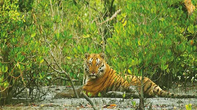 পর্যটকদের জন্য সুন্দরবনের দুয়ার খুলছে আজ শুক্রবার